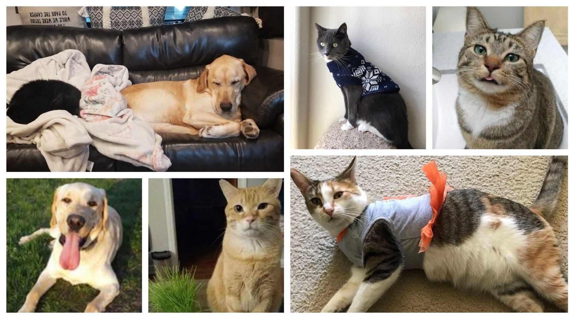 Our-Pets-scaled